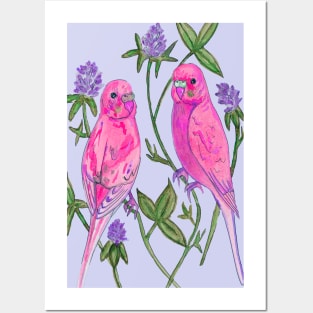 Pink budgies Posters and Art